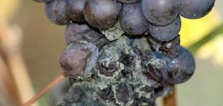 Cómo y cuándo tratar las uvas de la podredumbre gris, cómo lidiar con las drogas y los remedios caseros.