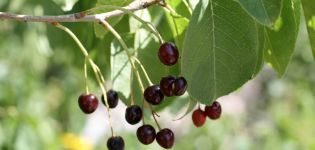 Description of the variety of Magaleb cherry Antipka, growing from seeds and tips for care