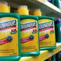 Instructions pour l'utilisation d'un herbicide à action continue Roundup contre les mauvaises herbes et comment se reproduire correctement