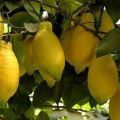 Description du citron Lunario et caractéristiques des soins à domicile