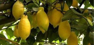 Description du citron Lunario et caractéristiques des soins à domicile