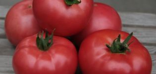 Characteristics and description of the Kibo tomato variety, its yield