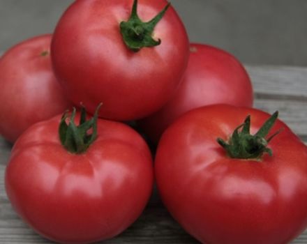 Características y descripción de la variedad de tomate Kibo, su rendimiento.