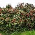 Description and characteristics of viburnum gordovina, the rules for its planting and care