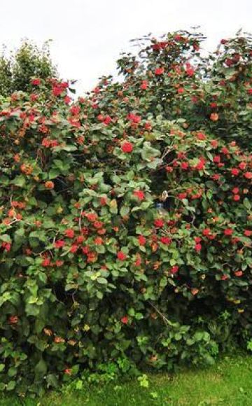 Description et caractéristiques de la viburnum gordovina, règles de plantation et de sortie