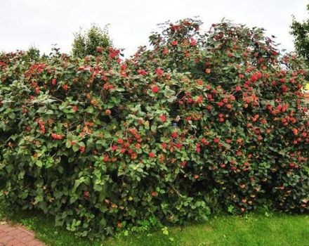 Viburnum gordovina aprašymas ir savybės, jo sodinimo ir priežiūros taisyklės