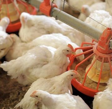 Comment nourrir les poulets de chair à la maison pour une croissance rapide