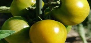 Description of the tomato variety Amber 530, yield and characteristics