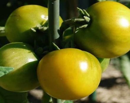 Descripción de la variedad de tomate Amber 530, rendimiento y características.