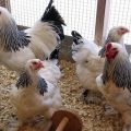 Is it possible to feed chickens with barley, how to give and germinate correctly