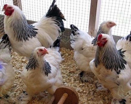 ¿Es posible alimentar a los pollos con cebada, cómo dar y germinar correctamente?