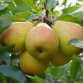 Description and characteristics of the Veles pear variety, planting and care