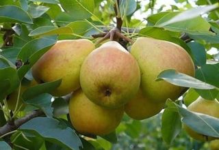 Description et caractéristiques de la variété de poire Veles, plantation et entretien