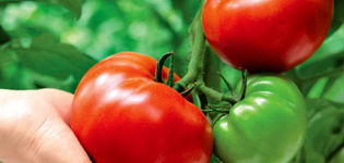 Characteristics and description of the Krasnobay tomato variety, its yield