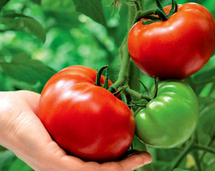 Ciri dan keterangan mengenai varieti tomato Krasnobay, hasilnya