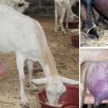 Kako i kako liječiti mastitis kod koza kod kuće