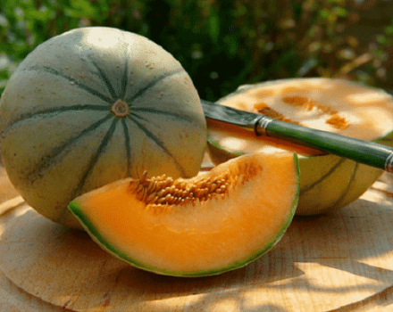 Kuvaus melonilajikkeesta Cantaloupe (Musk), sen tyypeistä ja ominaisuuksista