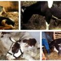 Why the cow does not stand up after calving and what to do