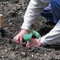 Comment bien planter des aubergines en pleine terre: schéma de plantation, mesures agrotechniques, rotation des cultures