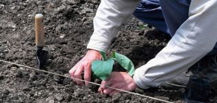 How to properly plant eggplants in open ground: planting scheme, agrotechnical measures, crop rotation