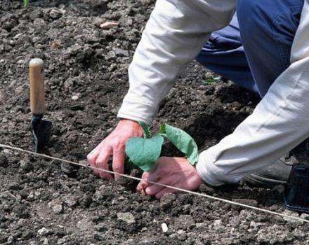 How to properly plant eggplants in open ground: planting scheme, agrotechnical measures, crop rotation