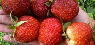 Description et caractéristiques de la variété de fraises Pandora, culture et entretien