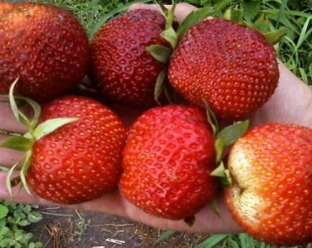 Description and characteristics of the Pandora strawberry variety, cultivation and care