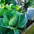 Cómo cultivar y cuidar adecuadamente el repollo blanco al aire libre