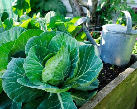 Cómo cultivar y cuidar adecuadamente el repollo blanco al aire libre