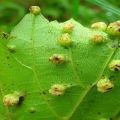 Langkah-langkah untuk mengawal phylloxera pada anggur dan pencegahan, tahan terhadap serangga perosak