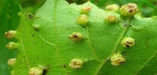 Medidas para el control de la filoxera en la uva y prevención, resistente a la plaga de la variedad