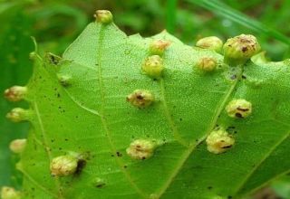 Langkah-langkah untuk mengawal phylloxera pada anggur dan pencegahan, tahan terhadap serangga perosak