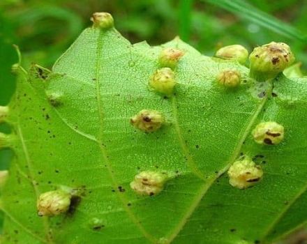 Mesures de contrôle du phylloxéra sur les raisins et de prévention, résistant aux ravageurs de la variété