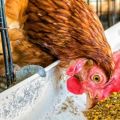 ¿Es posible y en qué forma es mejor dar guisantes a las gallinas?