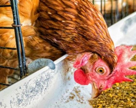 ¿Es posible y en qué forma es mejor dar guisantes a las gallinas?