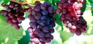 Description and characteristics of sustainable Cardinal grapes and cultivation