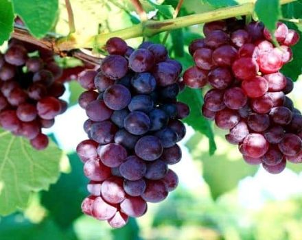 Description and characteristics of sustainable Cardinal grapes and cultivation