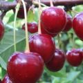 Description of the Vladimirskaya cherry variety, characteristics of fruiting and pollinators, planting and care