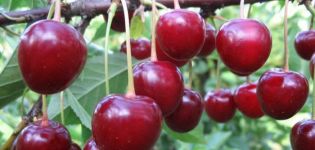 Description of the Vladimirskaya cherry variety, characteristics of fruiting and pollinators, planting and care