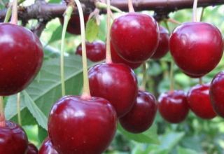 Descripción de la variedad de cereza Vladimirskaya, características de fructificación y polinizadores, plantación y cuidado.