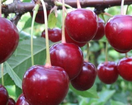 Descripción de la variedad de cereza Vladimirskaya, características de fructificación y polinizadores, plantación y cuidado.