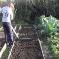 ¿Qué abono verde es mejor sembrar en primavera debajo de los tomates?