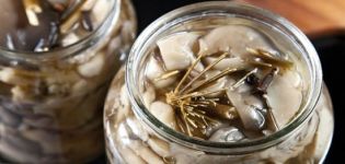 TOP 10 deliciosas recetas para hacer hongos ostra en escabeche para el invierno en casa