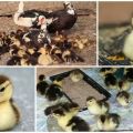 Do I need to take the ducklings from the Indo-duck and further actions after hatching