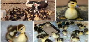 Dois-je prendre les canetons de l'Indo-canard et que faire après la naissance