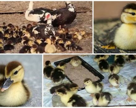 ¿Necesito tomar los patitos del Indo-pato y otras acciones después de la eclosión?