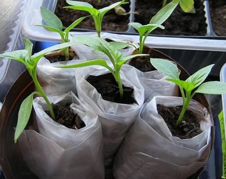 Comment plonger correctement les tomates dans les couches et les faire pousser