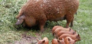 Ciri dan keterangan mengenai pembiakan, pemeliharaan dan pembiakan babi mangalitsa Hungaria