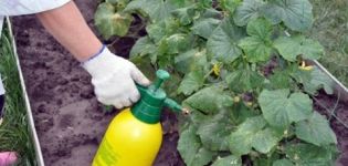 Que fertilizantes y como realizar la alimentación foliar de pepinos.