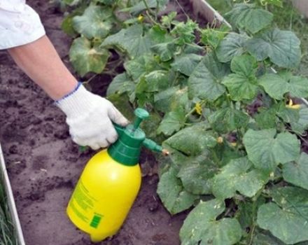 Qué fertilizantes y cómo realizar la alimentación foliar de pepinos.